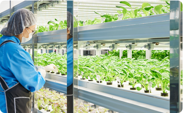 Pesticide-free hydroponic cultivation technology