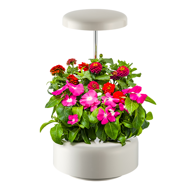 <em class='pcolor'><em class='pcolor'>웰스팜</em></em> 플라워 초심자 패키지
