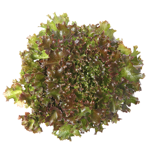 Multired (Lettuce)