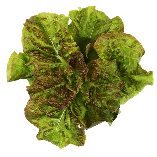 black lettuce