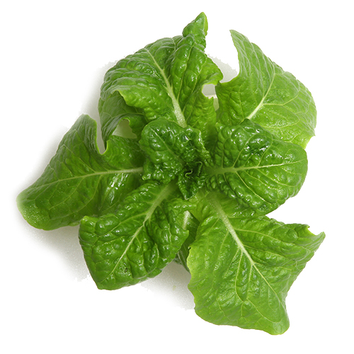 Summer green lettuce