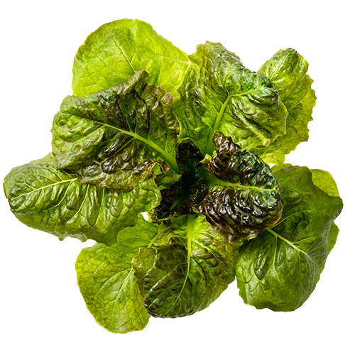 Summer black lettuce